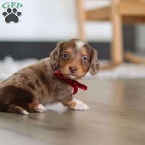 Jake, Dachshund Puppy